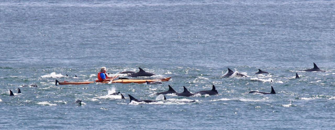 Dolphin Inn Guesthouse Cape Town Bagian luar foto