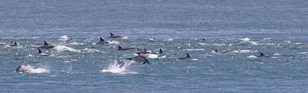 Dolphin Inn Guesthouse Cape Town Bagian luar foto